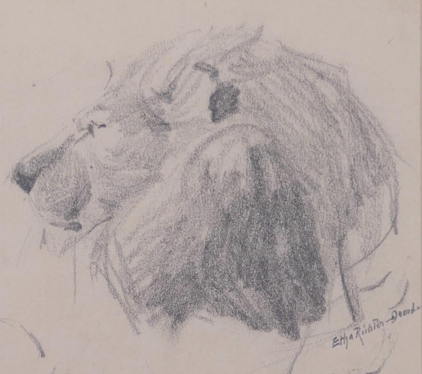 Head of Lion - l Pencil Drawing by Etha Richter - 1930s
