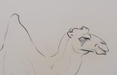 Ein liegendes Kamel - Original Bleistiftzeichnung von Etha Richter - 1963