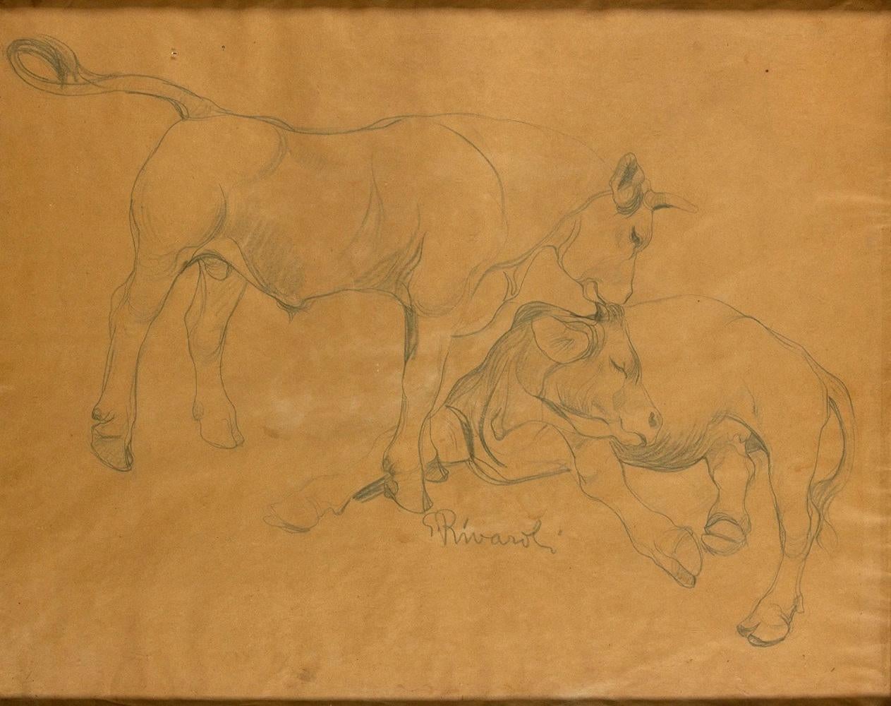 Giuseppe Rivaroli Figurative Art - Oxen - Original Pencil Drawing by G. Rivaroli - 1930s