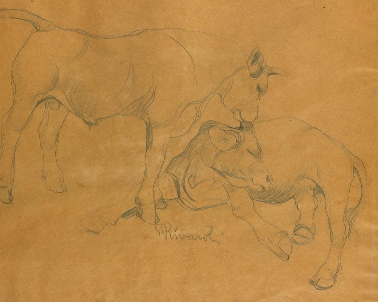 Oxen - Original Pencil Drawing by G. Rivaroli - 1930s - Art by Giuseppe Rivaroli
