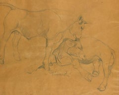 Oxen - Original Pencil Drawing by G. Rivaroli - 1930s