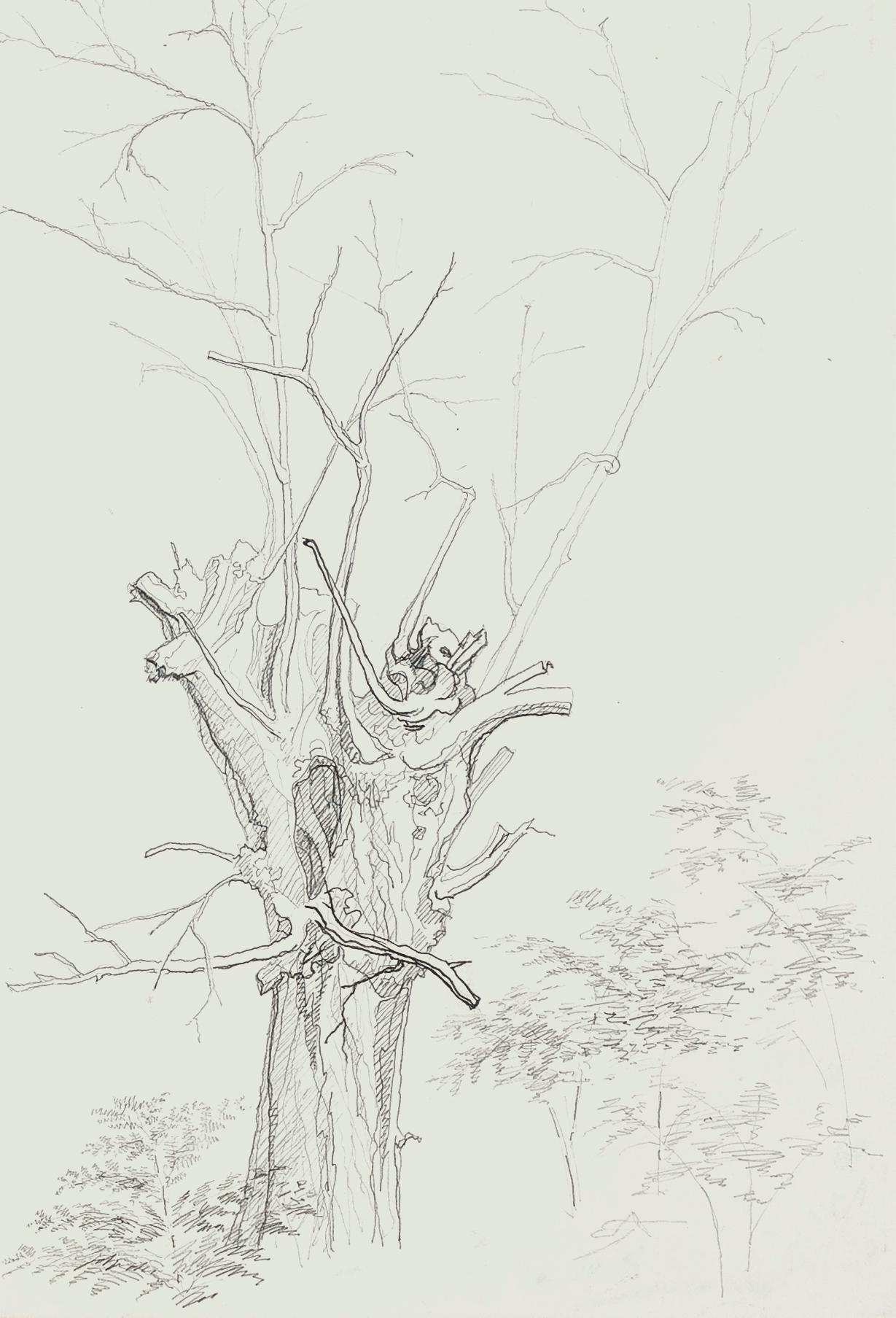 Unknown Figurative Art - Winter Tree - Original Pencil Drawing by French Master mid 20th Century