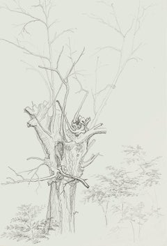 Winter Tree - Original Pencil Drawing by French Master mid 20th Century