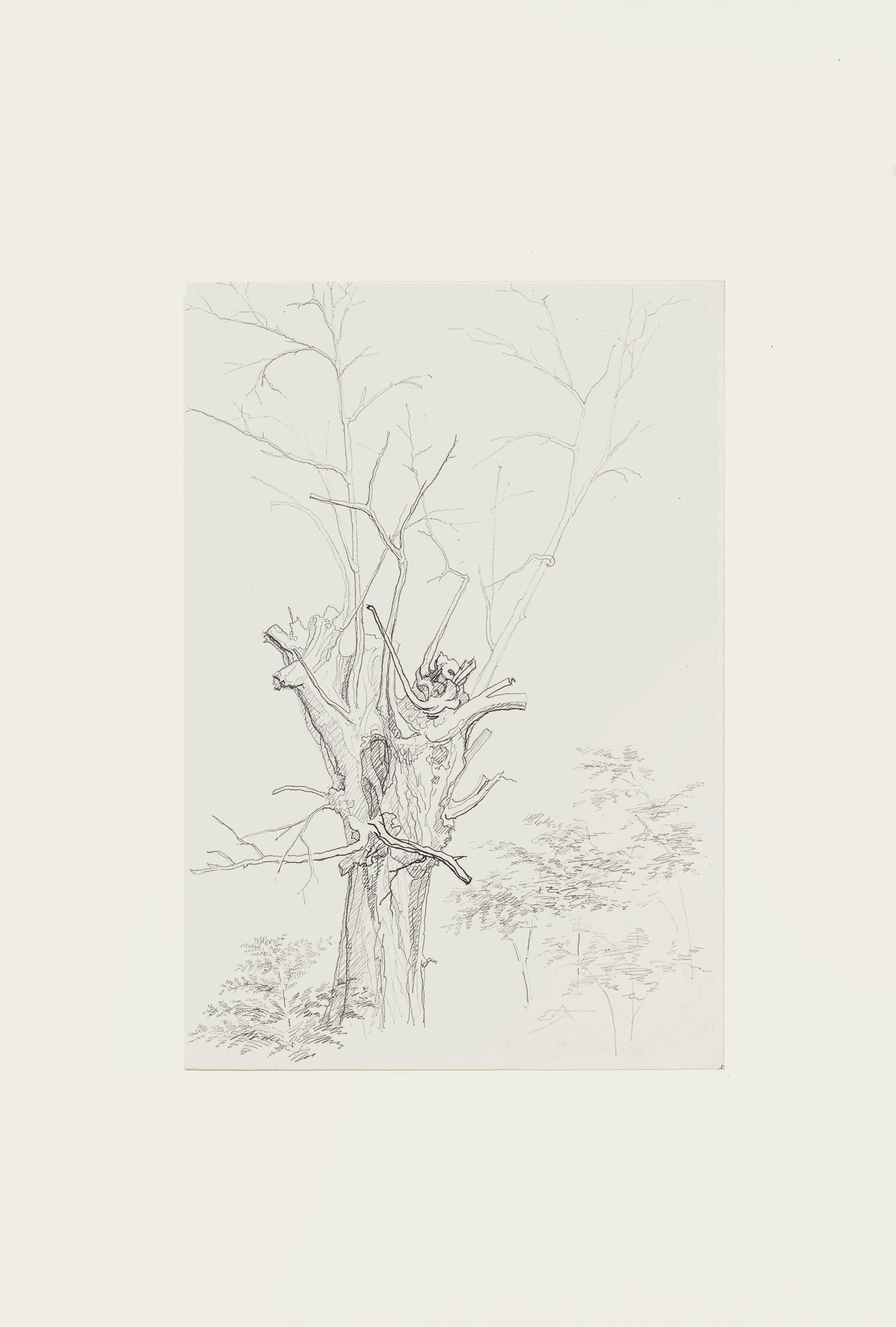 Winter Tree - Original Pencil Drawing by French Master mid 20th Century - Art by Unknown