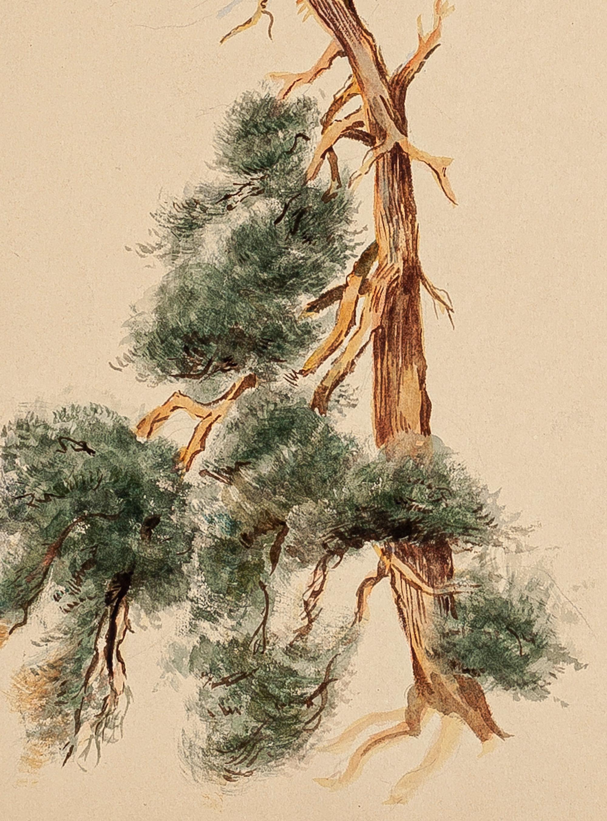 Tree - Original Ink and Watercolor Drawing by French Master mid 20th Century - Art by Unknown