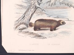 Rodents- Lithograph - Late 19th Century