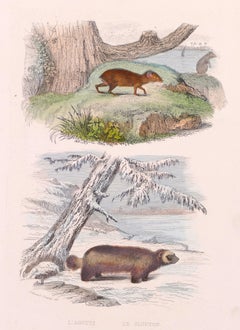 Rodents - Lithographie d'origine - fin du 19ème siècle
