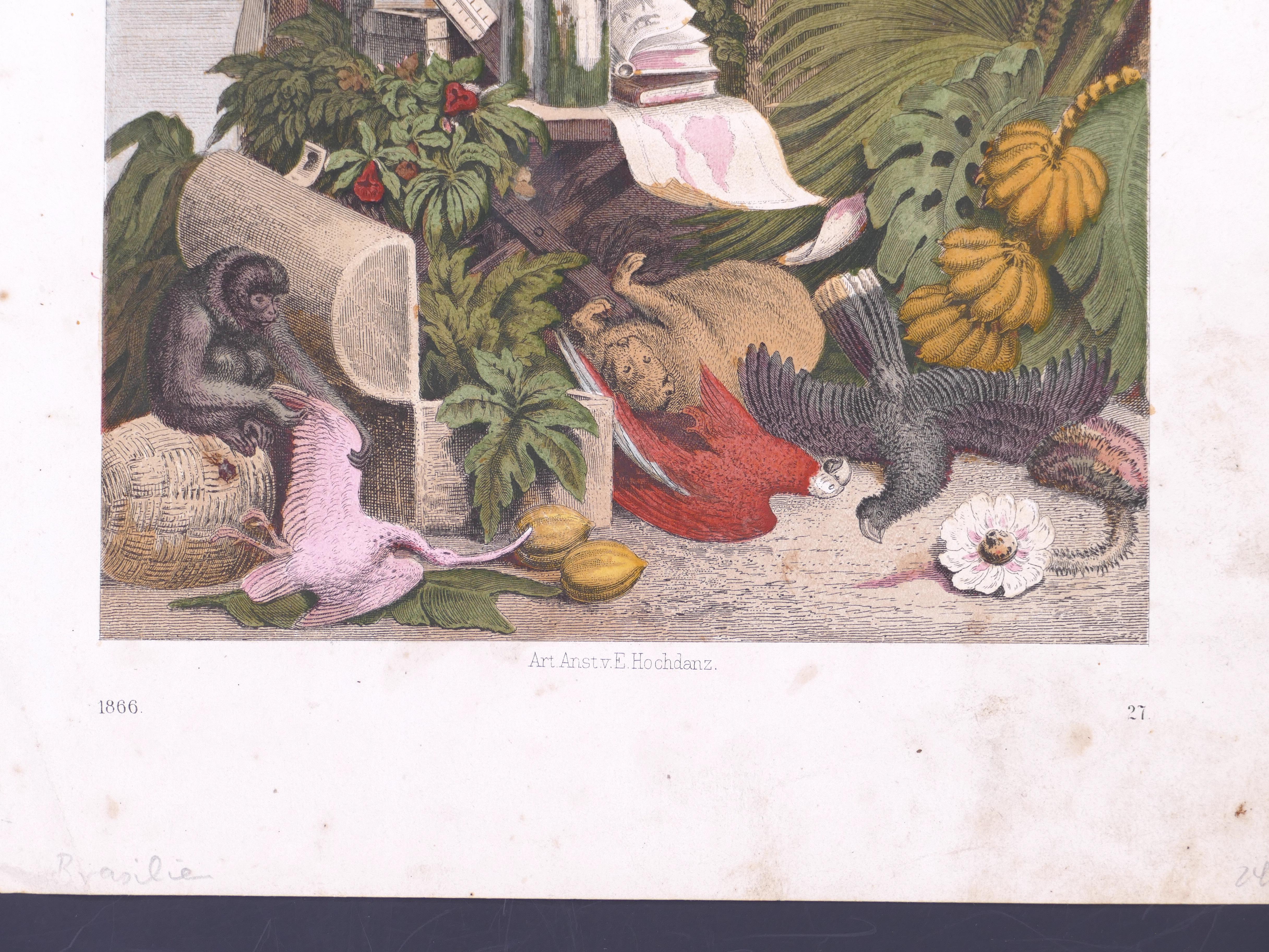 Exotic Animals - Original Lithograph by Emil Hochdanz- 1866 For Sale 2