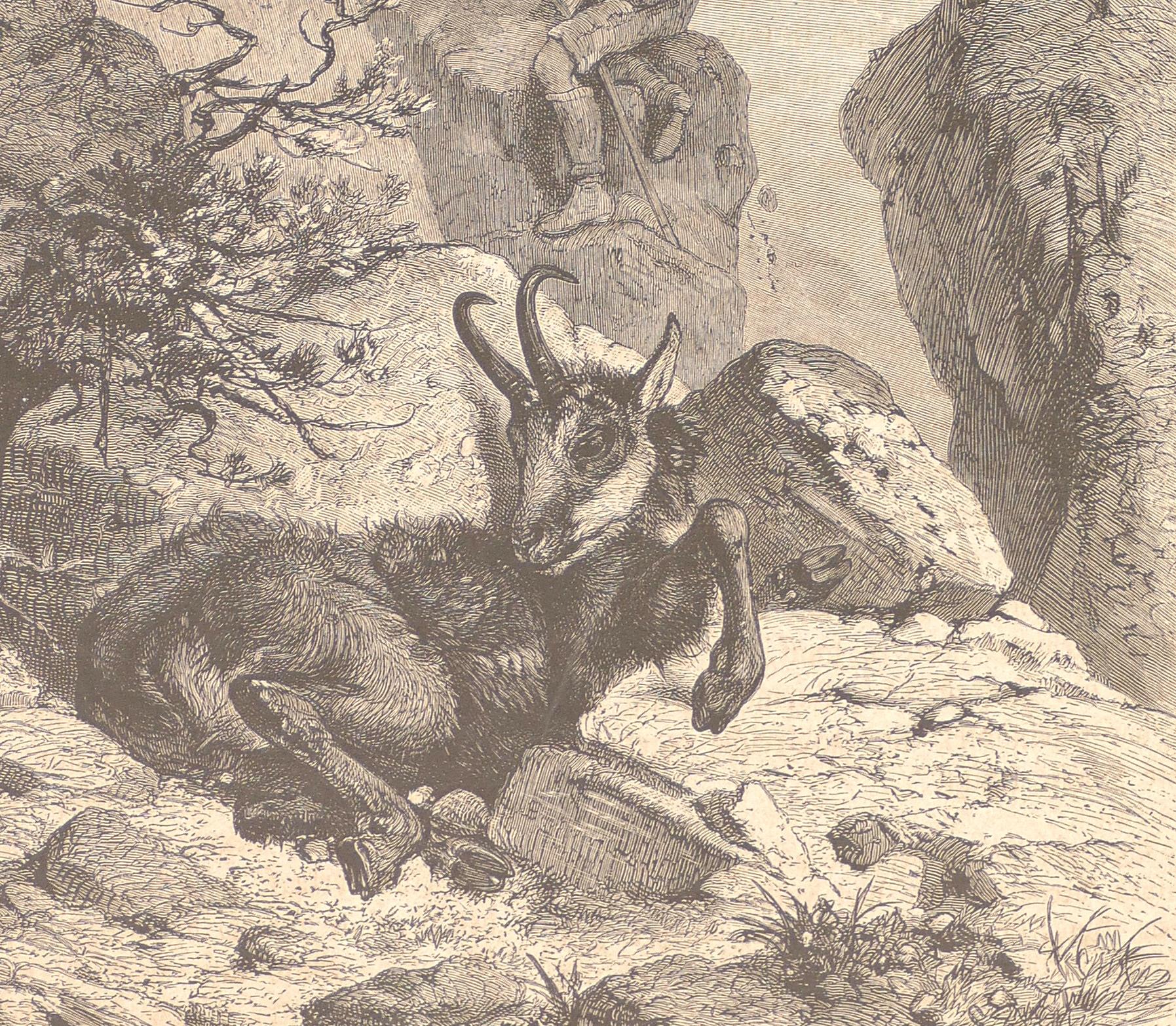 Un animal tumbado - Litografía original de F. Specht - 1880 - Print Naturalista de Friedrich Specht
