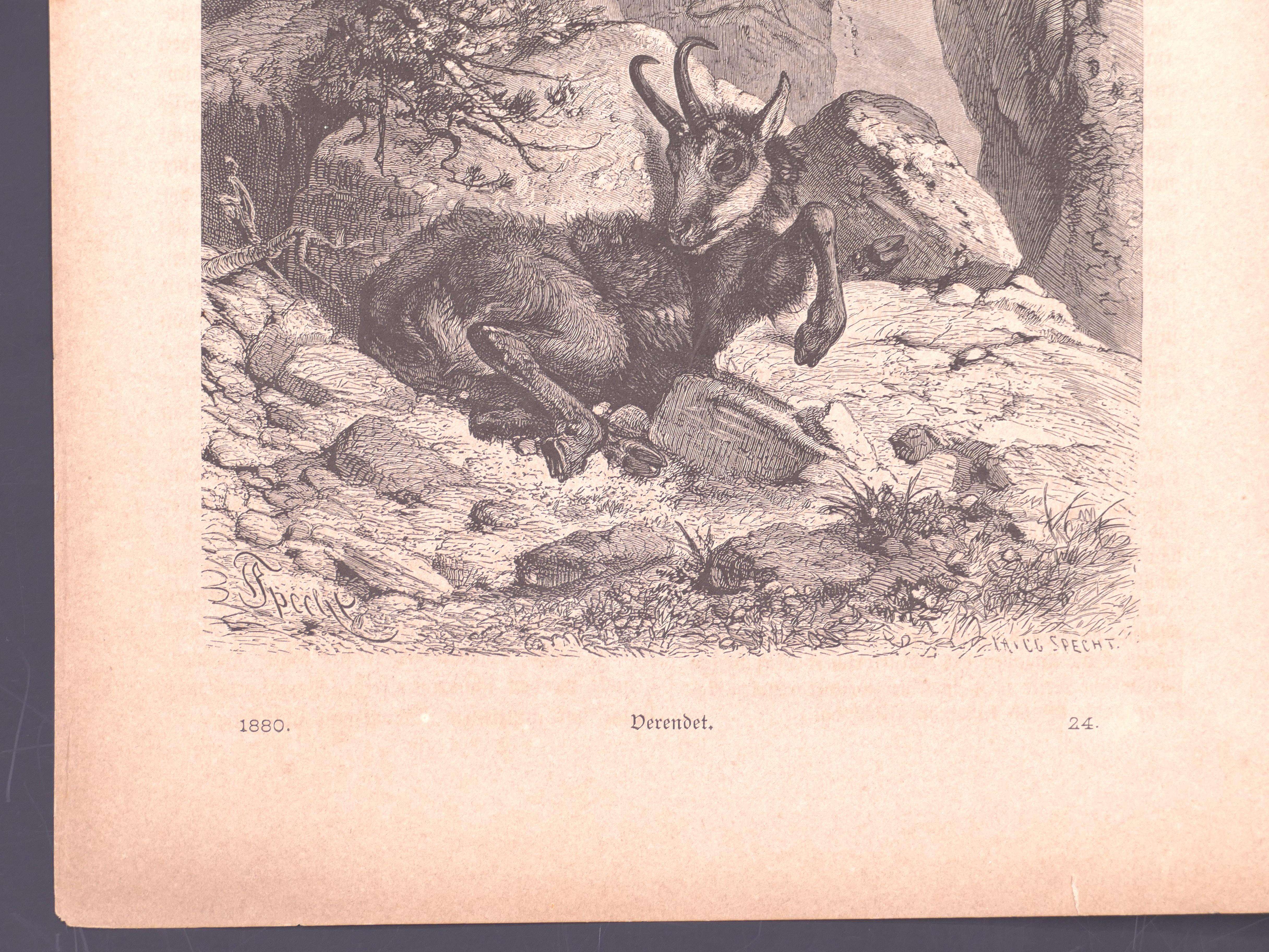 Original Lithographie „A Lying Animal“ von F. Specht, 1880 (Beige), Figurative Print, von Friedrich Specht