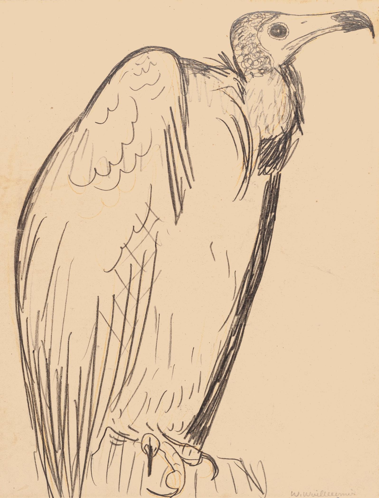 Unknown Animal Art - The Condor - Original Pencil Drawing - Mid 20th Century