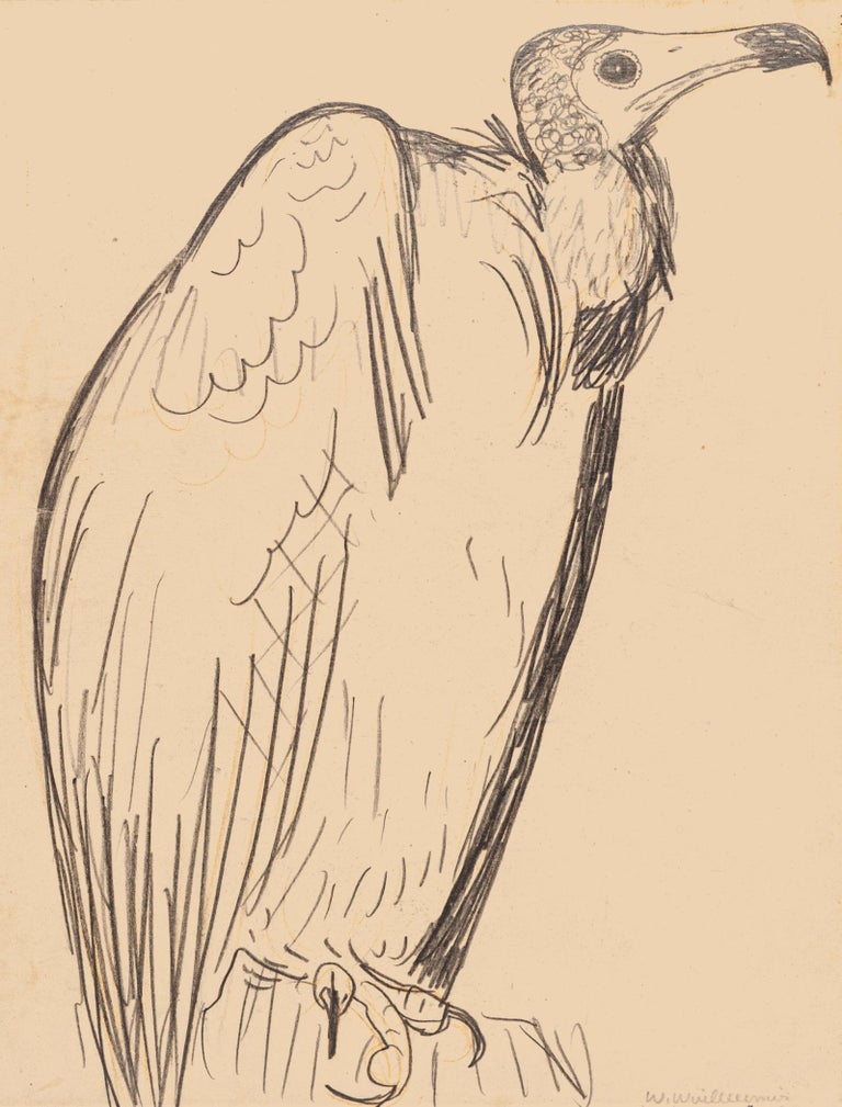 Unknown - The Condor - Original Pencil Drawing - Mid 20th Century For ...