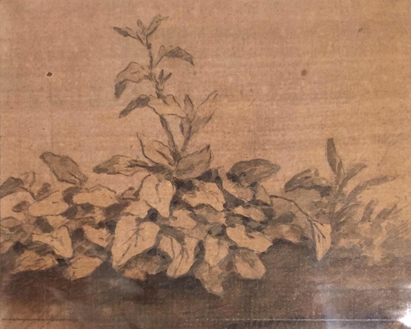 Plants - Original China Ink Drawing by Jan Pieter Verdussen - 1740