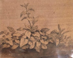 Antique Plants - Original China Ink Drawing by Jan Pieter Verdussen - 1740