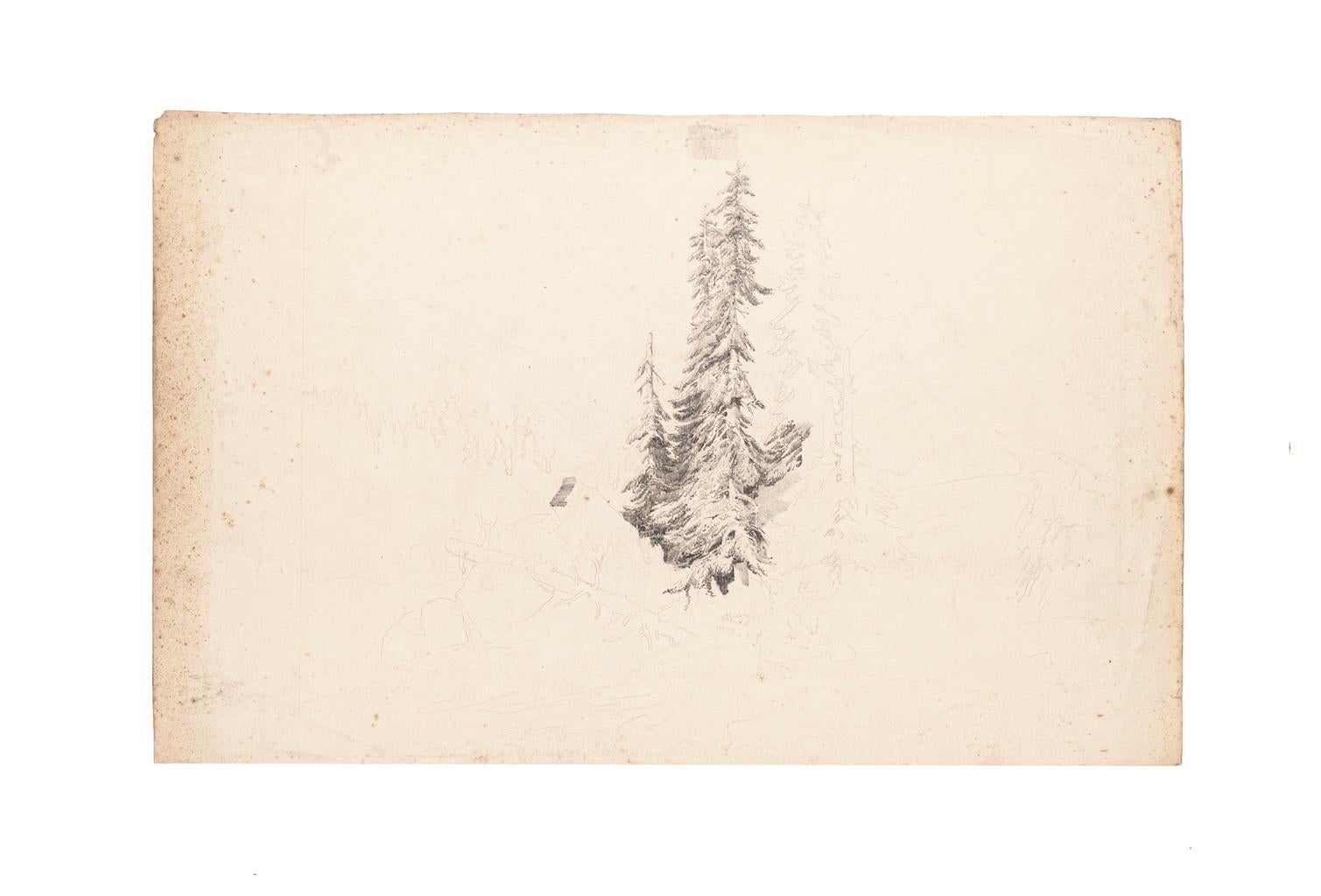 Unknown Landscape Art - Sole Tree - Drawing in Pencil on Paper - 20th Century