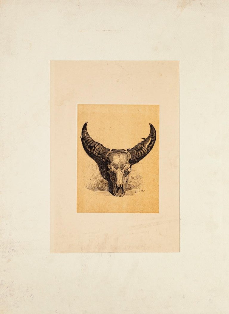Buffalo Skull - Original Lithography by Carlo Coleman - 1850 For Sale 1
