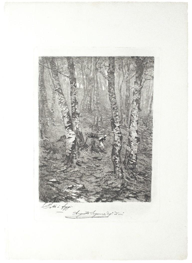 Beeches  - Original Etching on Paper by Augusto Sezanne - 20th Century