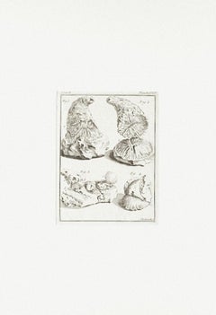 Shells - Etching on Paper by C.-J- Robert - Late 19th Century