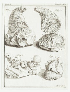 Shells - Etching on Paper by C.-J- Robert - Late 19th Century
