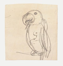 Parrot - Original Pencil on Paper by G. Galantara - Late 19th Century