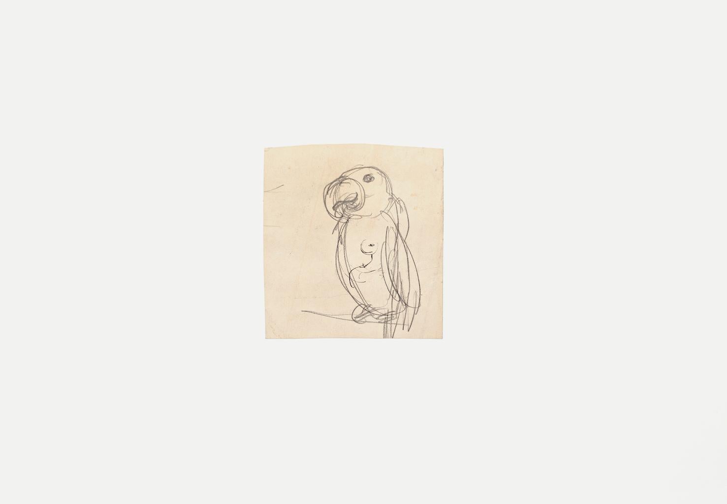 Parrot - Original Pencil on Paper by G. Galantara - Late 19th Century - Art by Gabriele Galantara