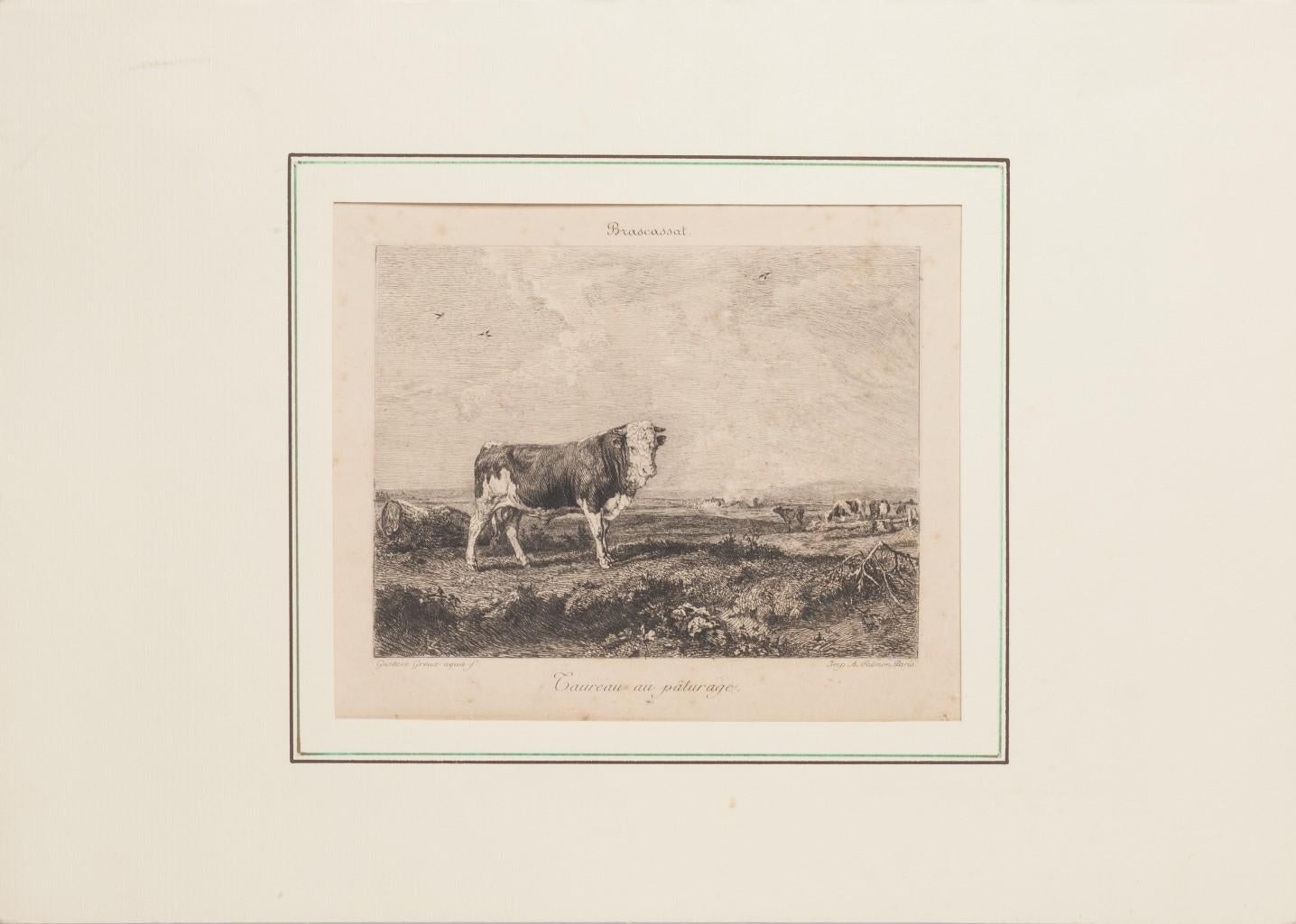 Taureau au Paturage - Original Etching by Gustave Greux & A. Salmon - 1880 - Print by Gustave Greux & A.Salmon