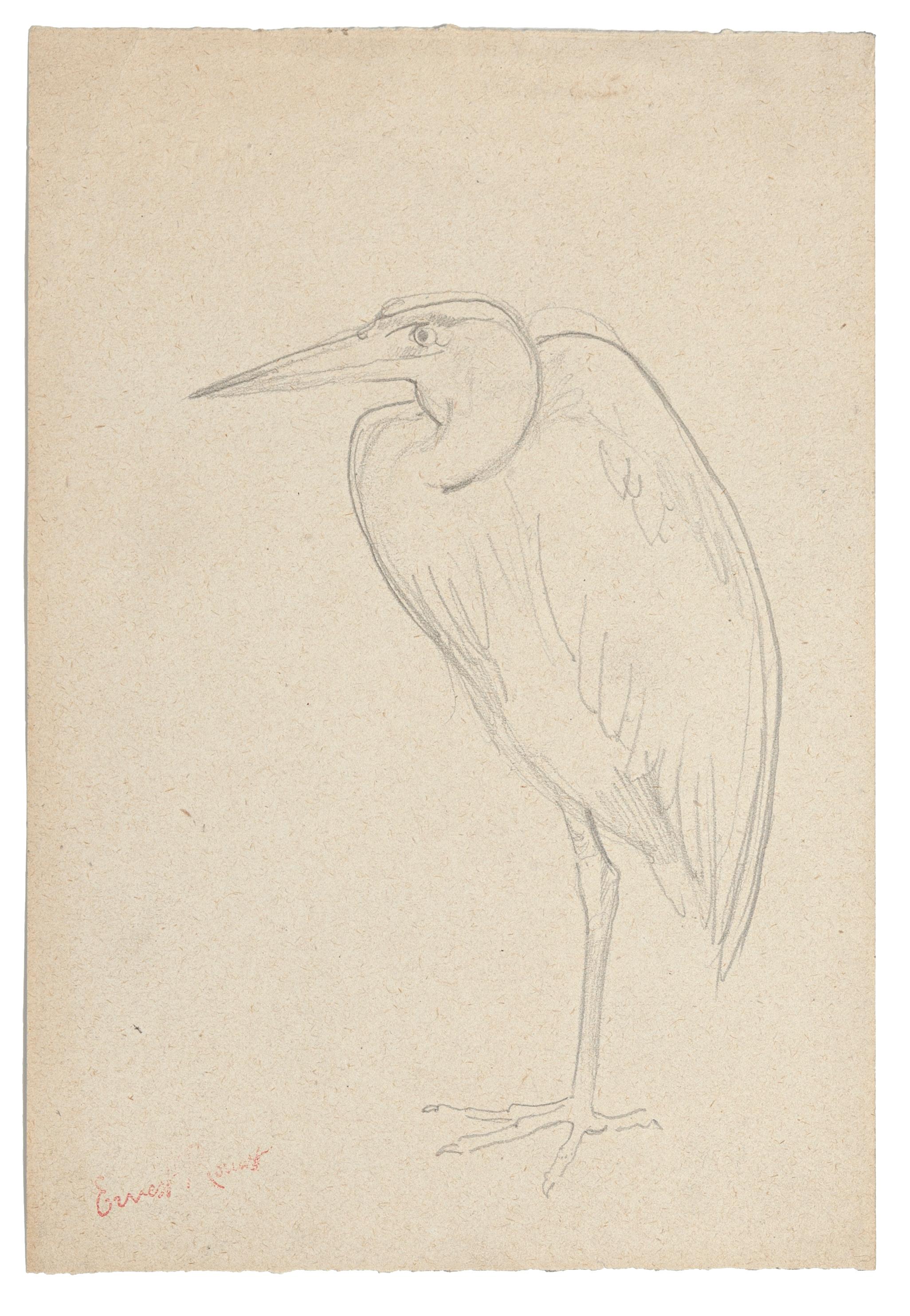 Unknown Figurative Art - Bird - Original Pencil Drawing - 20th Century
