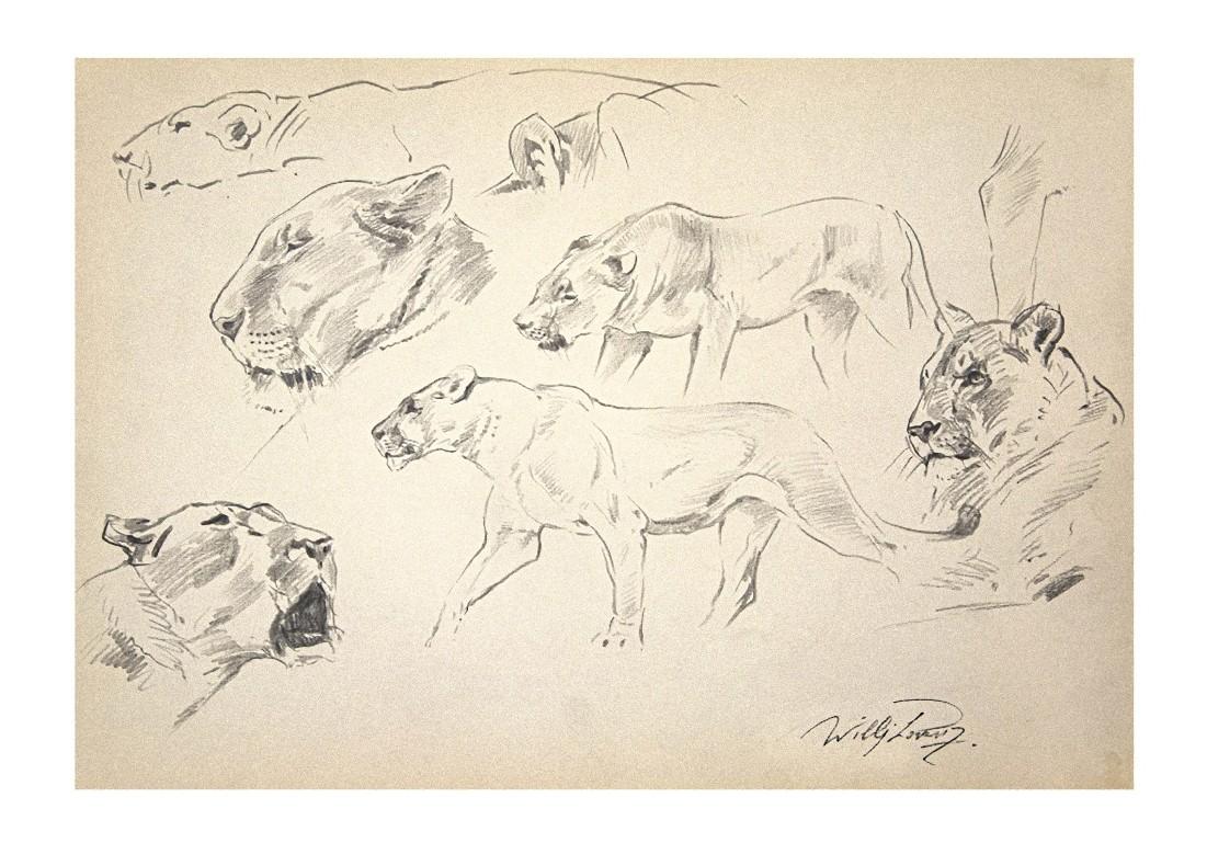 Lioness - Original Pencil on Paper by Wilhelm Lorenz - Late 20th Century