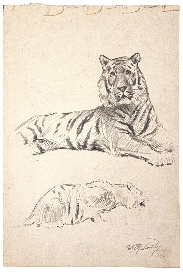 Study of a Tiger - Pencil on Paper by Wilhelm Lorenz -Late 20th Century