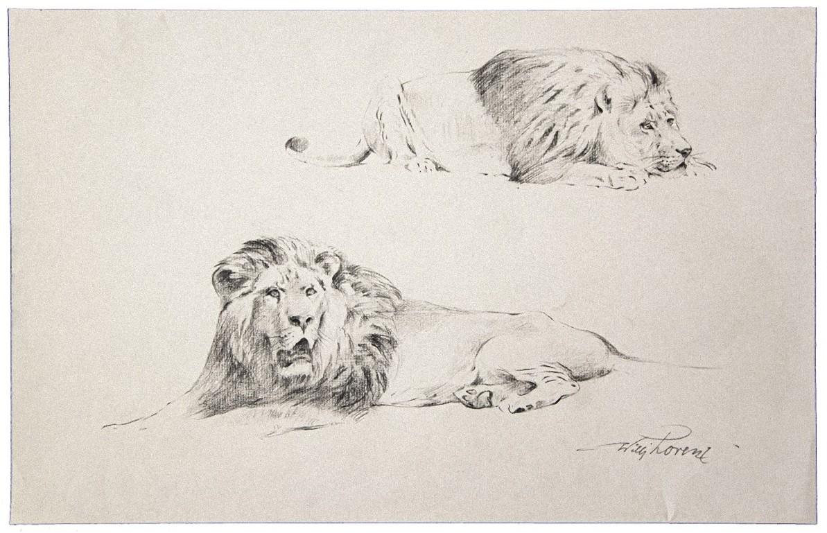 pencil drawings of lions