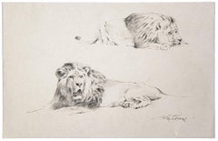 Study of Lion - Original Pencil on Paper by Wilhelm Lorenz - Mid-20th Century