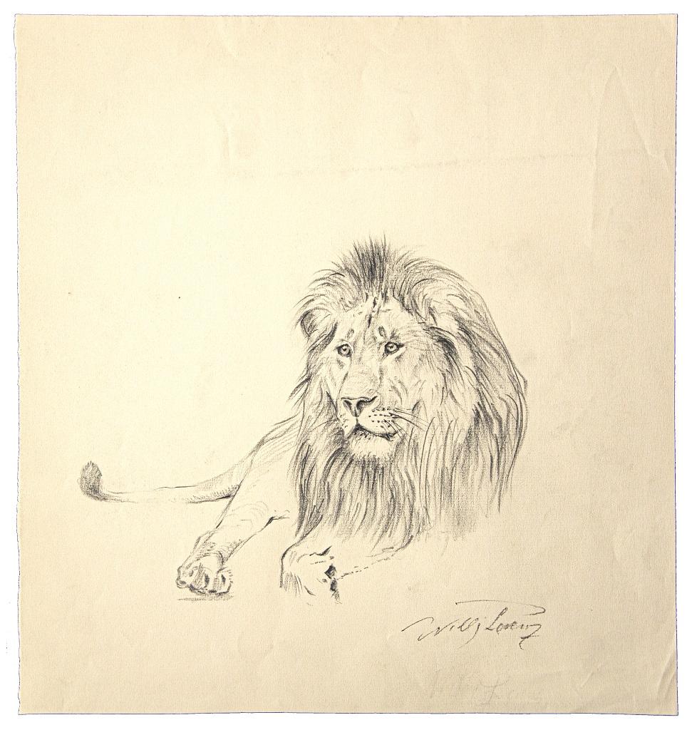 Lion at rest is a beautiful original drawing in pencil on ivory-colored paper realized in the Mid-20th century by the German artist Wilhelm Lorenz, also known as Willi Lorenz. 

This is a preparatory study representing a lion at rest. Each drawing