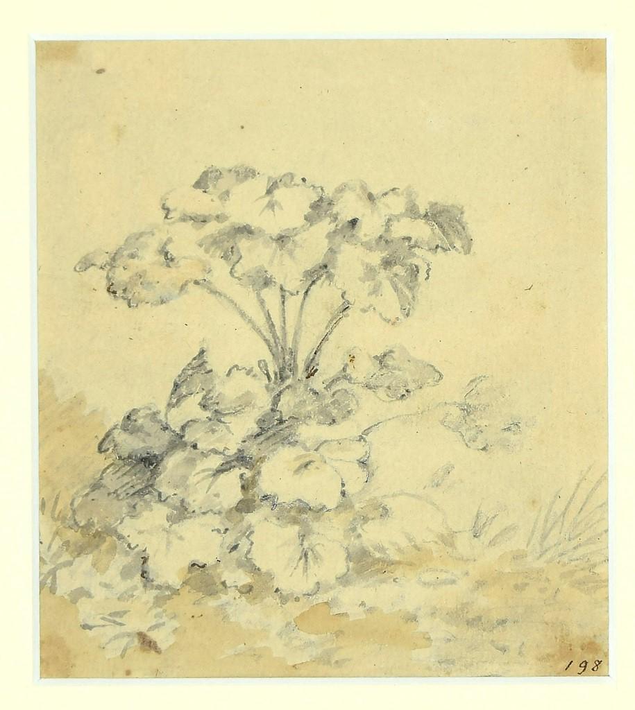 Fleurs de jardin - dessin à l'encre et à l'aquarelle de Jan Pieter Verdussen - années 1750