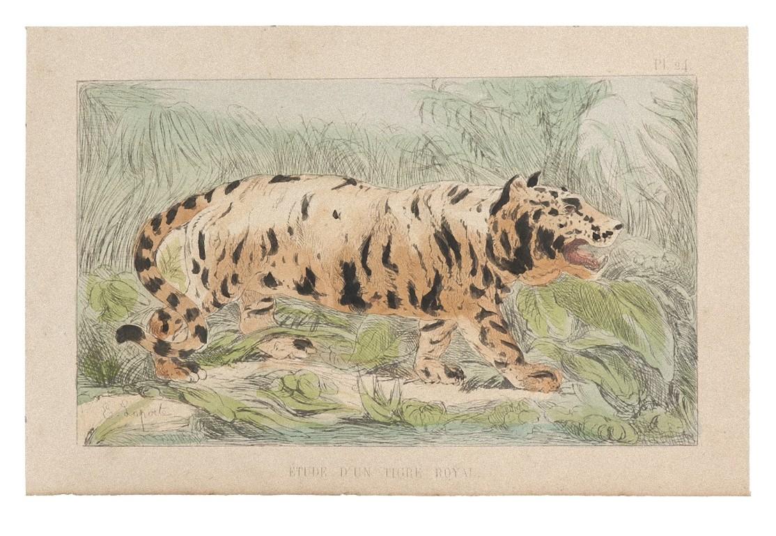Der Tiger ist ein originelles modernes Kunstwerk, das 1860 von dem französischen Künstler Emile Henri Laporte (1841 - 1919) geschaffen wurde.

Farbige Original-Lithographie auf Papier. Handkoloriert.

Signiert auf der Platte vom Künstler in der