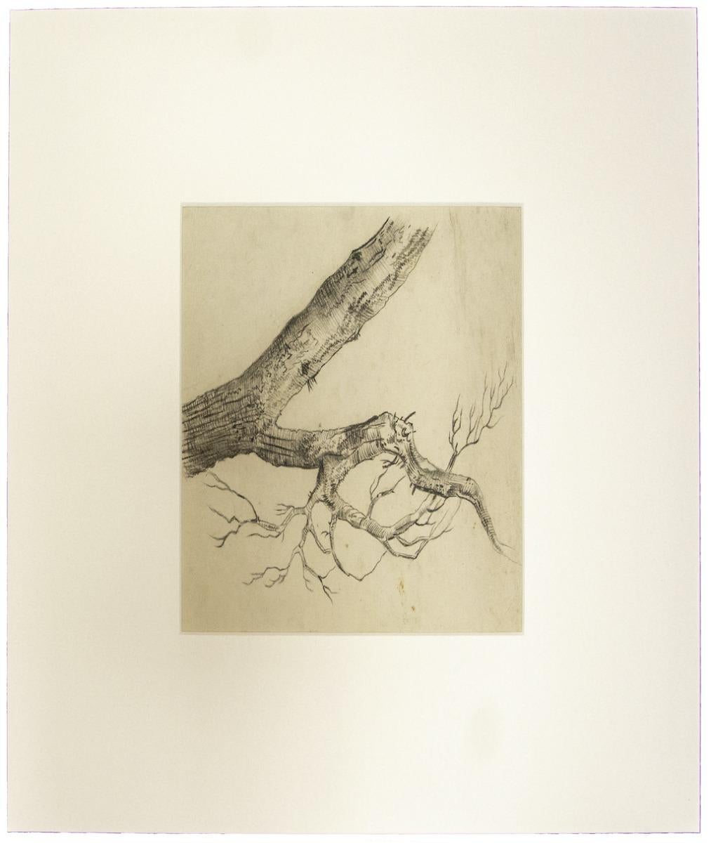 Tree - Pencil Drawing - Early 20th Century - Art by Unknown
