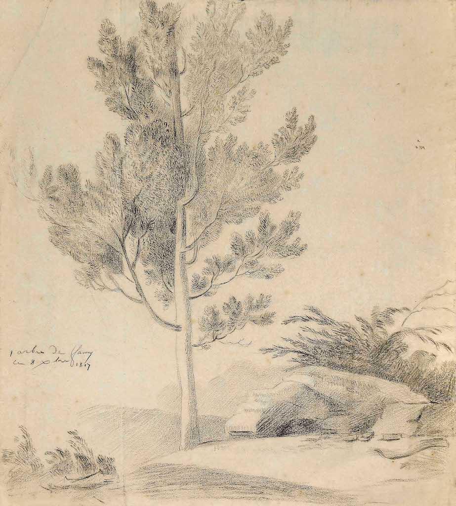 Sole Tree - Original Pencil on Paper - 1817