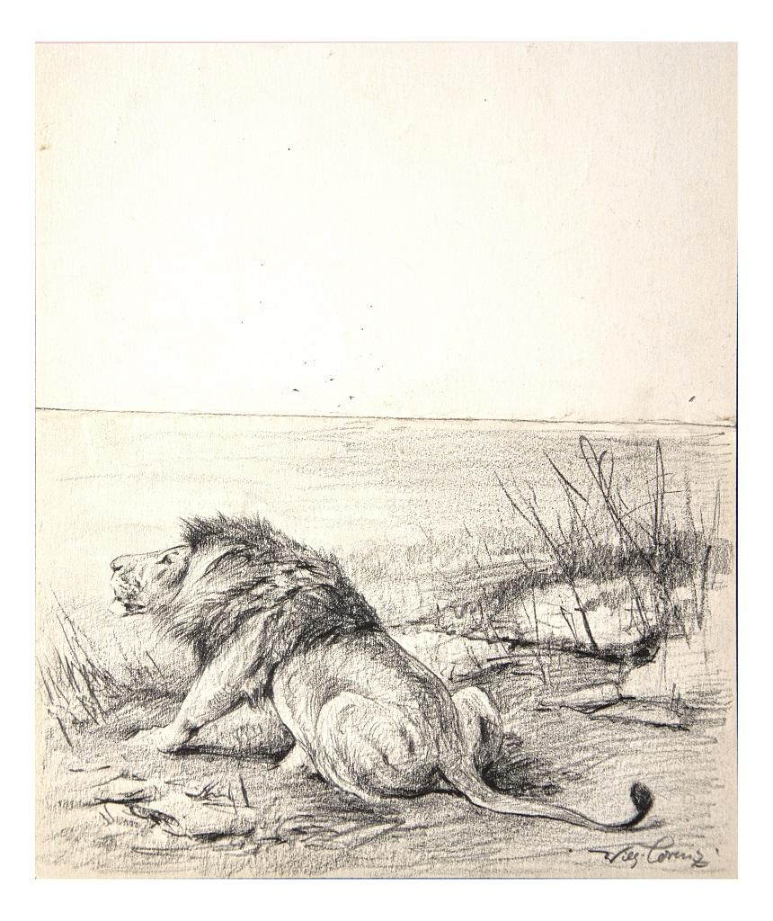 drawing of lioness