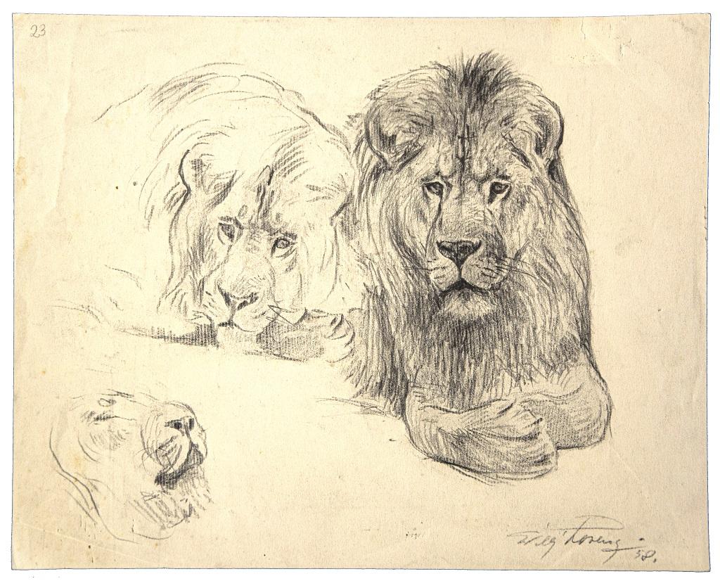 Study oflion and lioness – Originalzeichnung von Wilhelm Lorenz – Mitte des 20. Jahrhunderts