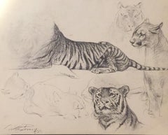 Study of Tiger and Lioness - Original Drawing by Wilhelm Lorenz - 1958