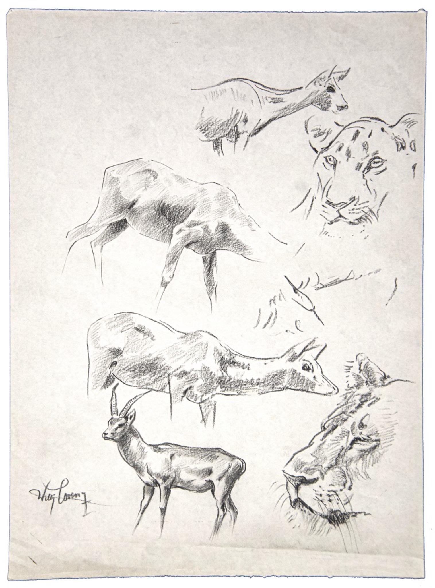 Gazzelle, Gnu, Tiger - Original Pencil by Wilhelm Lorenz - Mid-20th Century