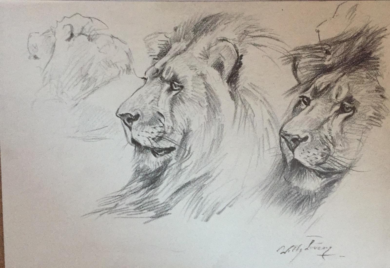 Lion is a beautiful original drawing on ivory-colored paper realized in the Mid-20 Century by the German artist Wilhelm Lorenz, also known as Willi Lorenz. 

This is a preparatory study representing three muzzles of a lion, made with fresh lines and