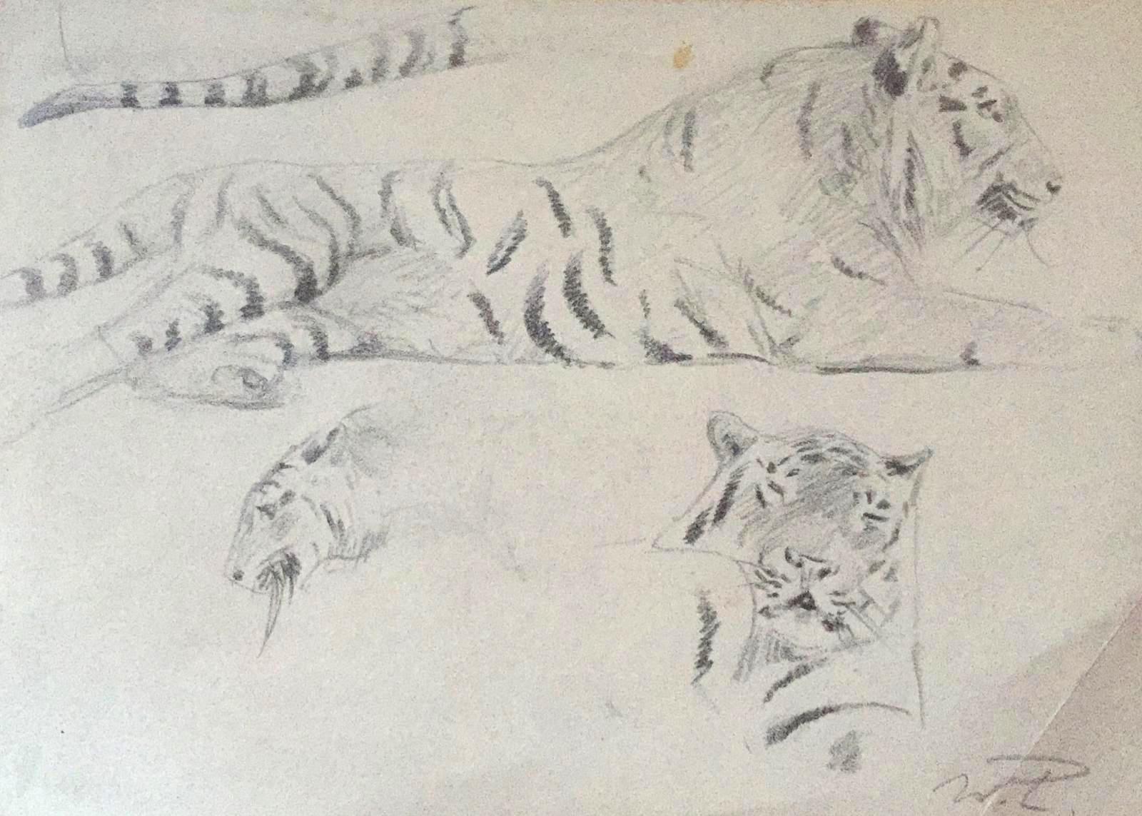 Study of Tiger - Original Pencil by Wilhelm Lorenz - Mid-20th Century