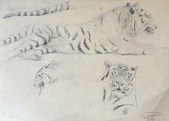 Étude du tigre - Crayon original de Wilhelm Lorenz - Milieu du XXe siècle