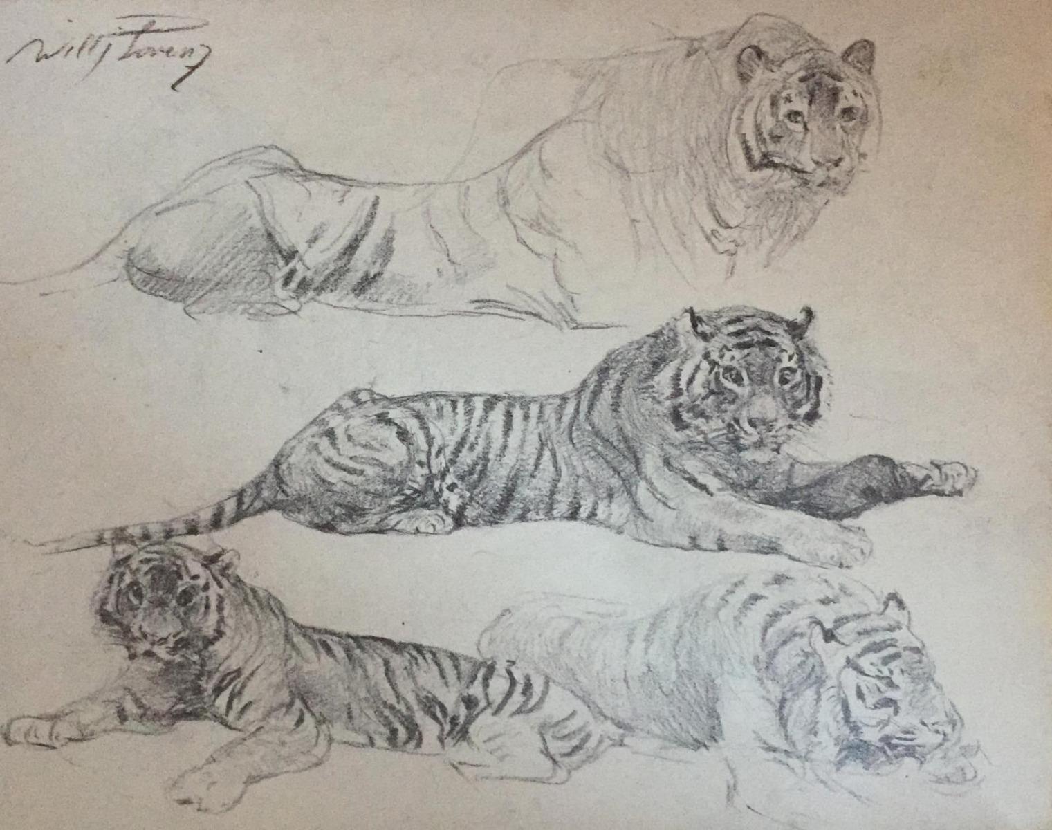 Le tigre au repos - Crayon original de Wilhelm Lorenz - Milieu du XXe siècle