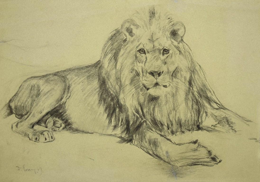 Wilhelm Lorenz Animal Art - Lion - Original Pencil Drawing on Paper - 1940s