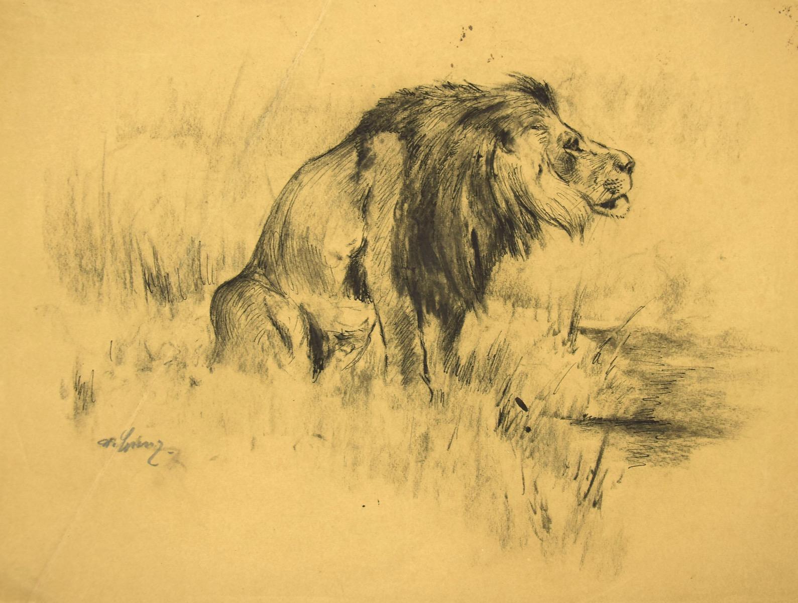 Lion is a beautiful charcoal original drawing on pink-colored paper, realized in 1943 by the German artist Wilhelm Lorenz, also called Willi Lorenz. Signed in pencil on the lower right margin on the recto and on the higher right margin on the