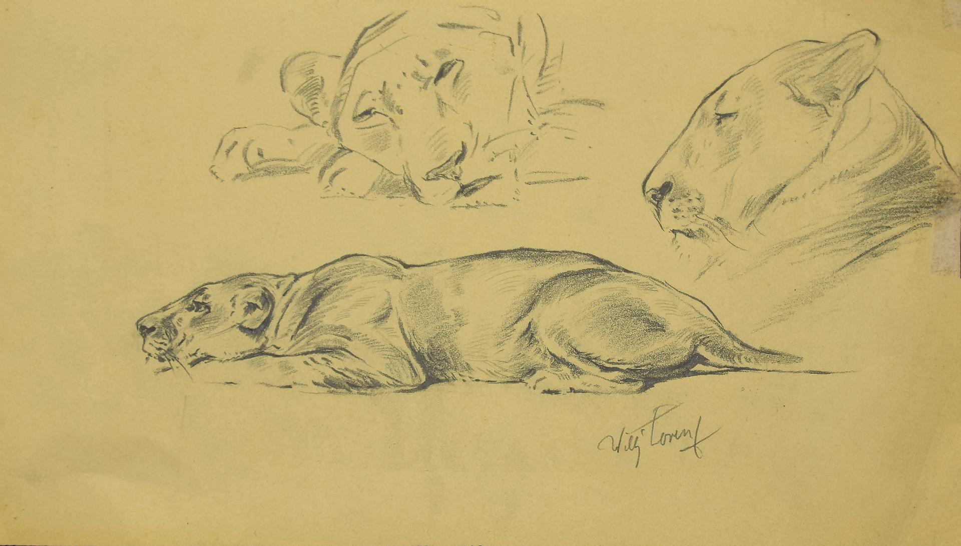 Sketch is an amazing pencil drawing on ivory-colored paper, realized by the German artist Wilhelm Lorenz, also called Willi Lorenz. Signed in pencil on the lower right margin.

This is a preparatory study representing a tiger lying down at rest in