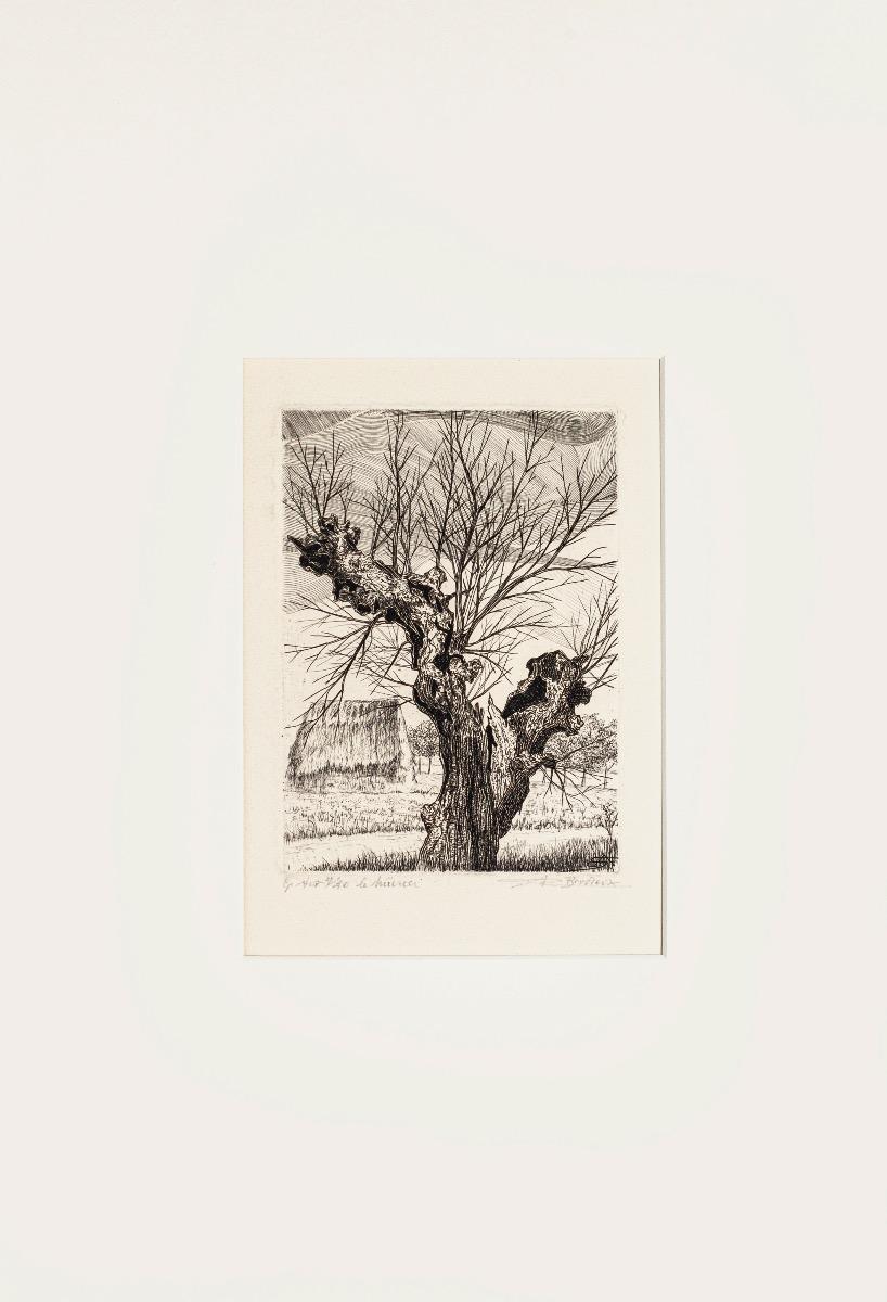 The Oak - Etching by A. R. Brudieux - 1960s - Print by André Roland Brudieux