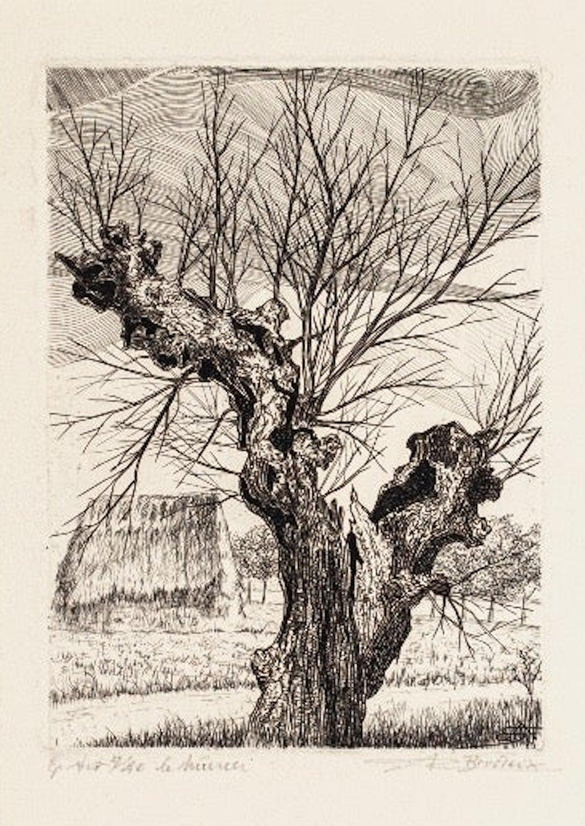 André Roland Brudieux Figurative Print - The Oak - Etching by A. R. Brudieux - 1960s