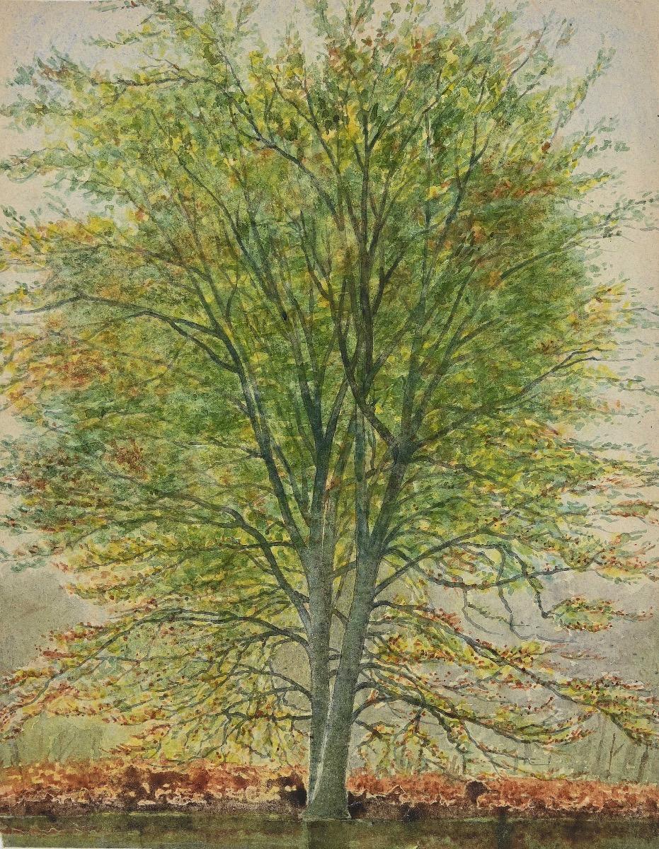Unknown Figurative Art - Trees - Original Watercolor - 1930s